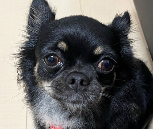 ルナ